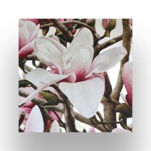 Close-up view of blooming magnolia flowers with white petals tinged with pink, surrounded by branches and buds.