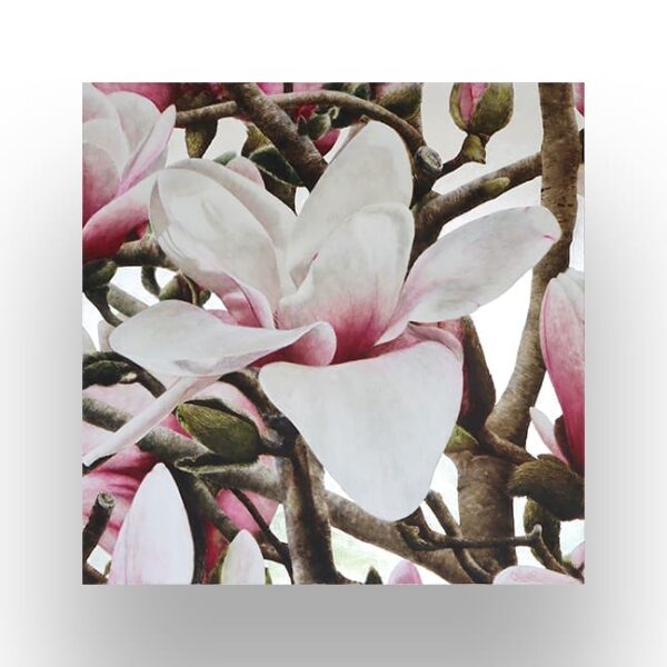 Close-up view of blooming magnolia flowers with white petals tinged with pink, surrounded by branches and buds.